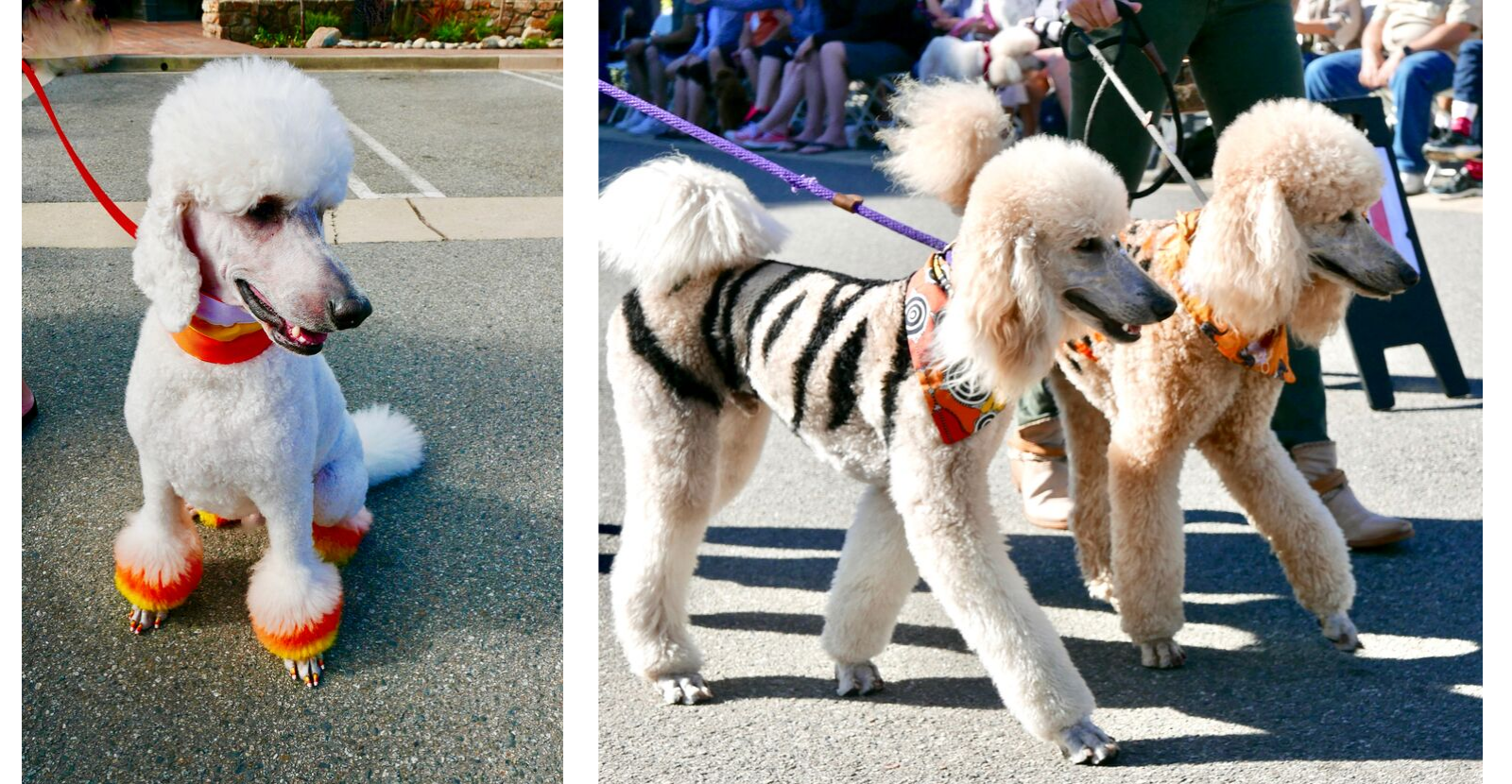 Oodles of Poodles Proud Perceptive At Risk